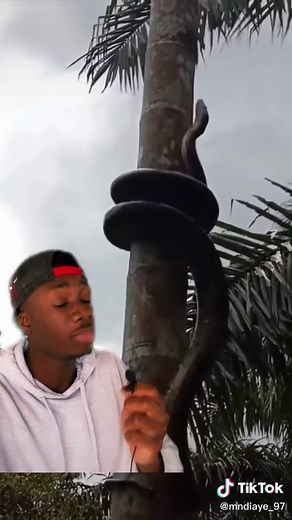 Why Snakes Are Cute - Explained with Memes