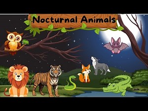 Nocturnal Animals | Night Animals | Night Time Animals | Nocturnal Animals Night |