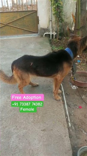 German Shepherd Free female dog #dogshorts