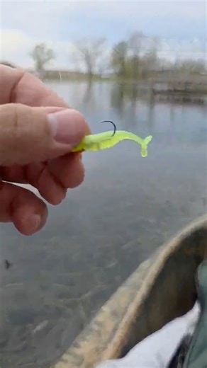 MINNESOTA SHALLOWS - Lagoons, inlets and drainages are hot spots for small watercrafts like kayaks when those northern crappie go to spawn. Video - Travis Tuthill, Tetonka Lake, MN. 1.25” Itty Bit Slab Hunt’R in the color Pearl Chartreuse (63). | Bobby Garland Crappie Baits