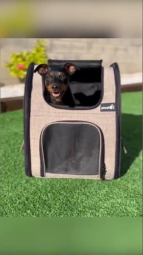 Pecute Expandable Pet Backpack – Dog & Cat Carrier for Hiking & Travel #PetGear #DogBackpack