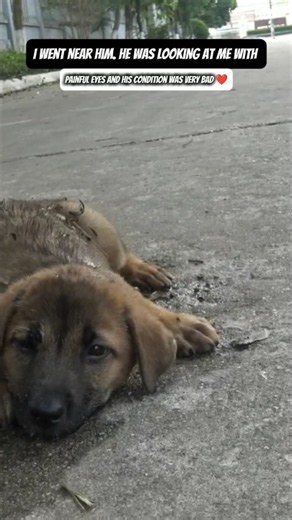 Rescue this poor hungry dog and gave hime A new life ❤️ #shorts