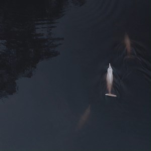 18K views · 894 reactions | It’s World River Dolphin Day! To celebrate, check out this incredible drone and underwater footage of Amazon river dolphins from our team in Ecuador.  | WWF UK | Facebook