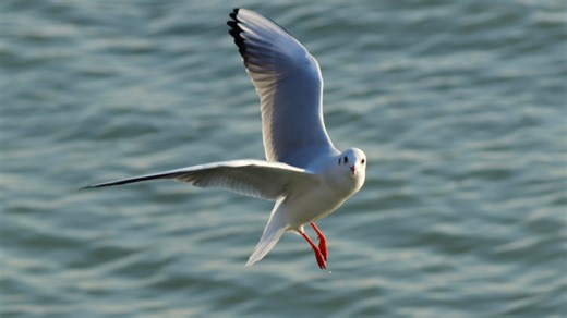 佳能单反90D ｜观鸟｜苏州太湖畔鸟类摄影红嘴鸥专辑（最后白鹭拟态红嘴鸥被抓拍）