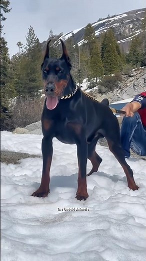 Why we cut doberman ears and tail?
