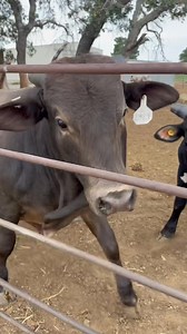 87K views · 3.3K reactions | Triple Double will do anything for treats! | Nothin' But Try Ranch and Event Center | Facebook