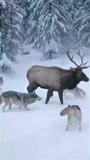 No Way Out: The Brutal Reality of a Wolf Pack Hunt