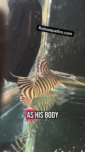 Tigrinus Catfish: Baby vs Adult Transformation! (INSANE Growth)