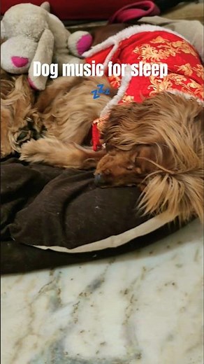 Peaceful Cocker Spaniels Sleeping Together 😴🐾 | Relaxing Dog TV for Deep Sleep💤 #pets #dogtv #sleep