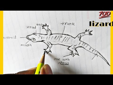 Classification of animals | Phylum : chordata, class : Reptilia | How to draw Lizard