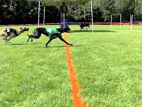 Whippets Running Slowly