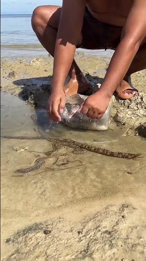 Releasing an Octopus and Fish Back into the Wild! 🐙🐟