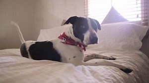 69K views · 1K reactions | Is this the secret life of your pet?...