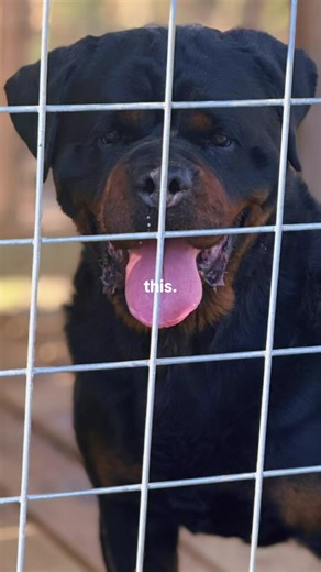 Hustle Gang Kennels working all 2026