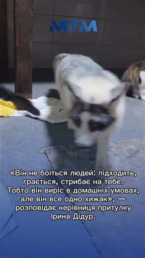 An Arctic marbled fox was rescued in Zaporizhia. Volunteers are looking for a special shelter for...