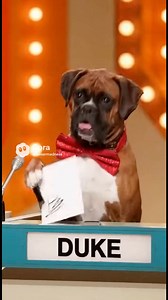 Boxer match game #comedy #FurryFriends #boxerdog | Boxer Madness