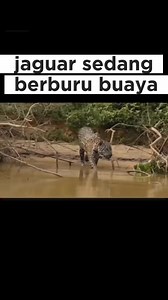 Jaguar berburu buaya #jaguar #fyp #satwaliar #jangkauan #karnivora #reel | Boruka online