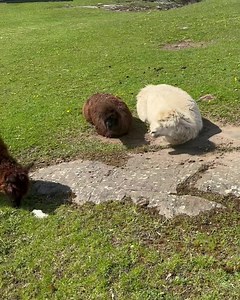 A brain cell, and presumably pink eye | Useless Farm