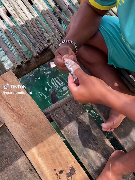 Strike #strike #fishing #fish #fyp #memancing #ikan #ikanpredator