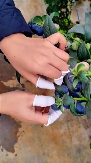 Careful Blueberry Harvesting: Gently Picking Ripe Berries Straight from the Plant