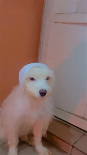 6 comments | Since Facebook no dey see me  Make I post my dog make algorithm notice us  If this one no work, me and this dog go open TikTok  #FacebookPleaseSeeUs #DogOfGrace #StillPosting I don’t have right to this song please  | Princess Oluchi | Facebook