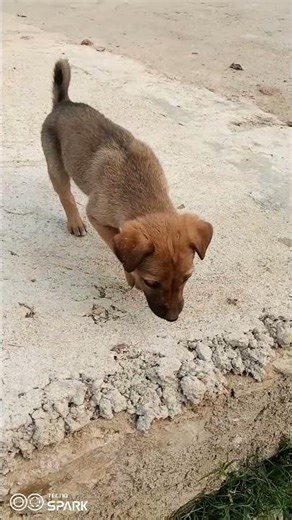 🐶❤️#cute #funnymemes#youtubeshort