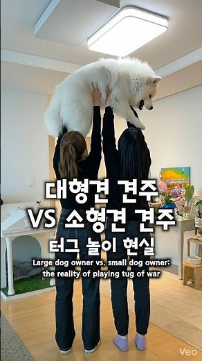 Large dog owner vs. small dog owner: the reality of playing tug of war