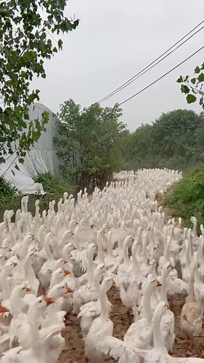 Amazing Geese Farming: A Wonderful Soft Farming Experience