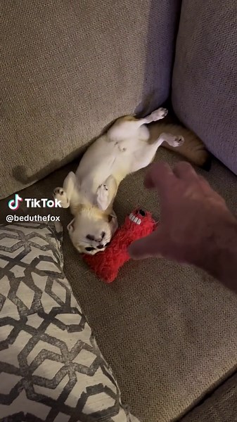 Bedu: The Happy Fennec Fox Playing and Cuddling