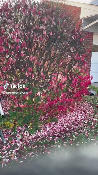 Heavy Pruning of Burning Bush: Best Practices