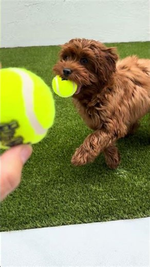 Bowie (Cavapoo) learning Fetch- drop the ball so I can throw a ball #dog #shorts