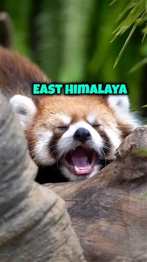 Why do red pandas sleep on snow in zoos? #shorts