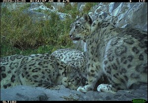 18K views · 984 reactions | This holiday season, give a gift that connects someone to wild snow leopards and supports conservation at the same time. Our symbolic adoptions are the perfect gift for everyone, from the littlest human cubs to the most experienced intrepid explorers (or even for yourself!). Choose your adoption at adopt.snowleopard.org | Snow Leopard Trust | Facebook