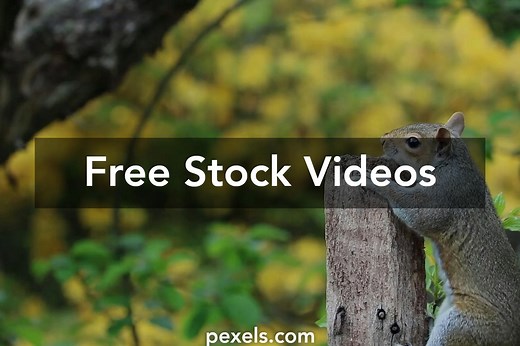 Animal Videos, Download The BEST Free 4k Stock Video Footage & Animal HD Video Clips