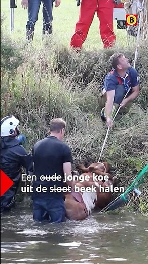 Zwemmende koe?! | #opmerkelijk