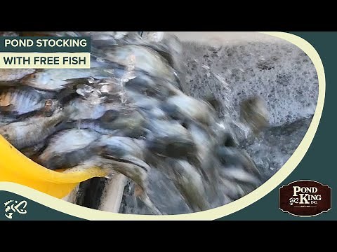Pond Stocking with "Free" Fish