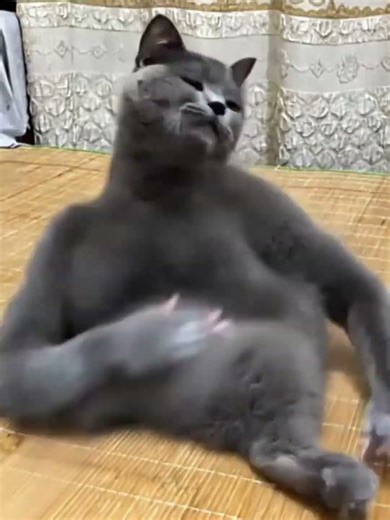 Best Slap Cat Video #Best #slap #cat #video #meme #fyp #viral #anime #bs #football