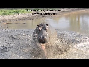 Charging hippo - Kruger National Park