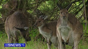 5.4K views · 62 reactions | Kangaroos are a loved part of living in Australia, but it is possible to have too much of a good thing. A booming population getting closer and closer to the city has brought a proposal to expand culling in South Australia, including within a popular suburban national park. #9News | 9 News Adelaide | Facebook