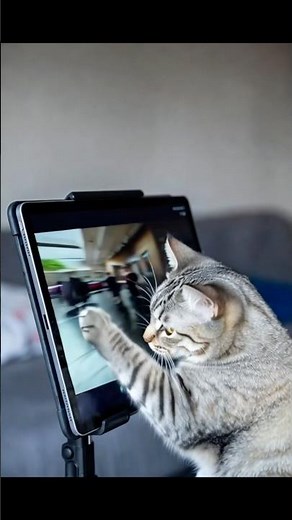 Cat playing game in tab ! #boost