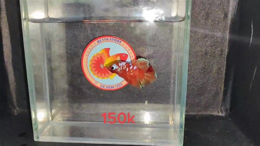 Betta_Store trên TikTok