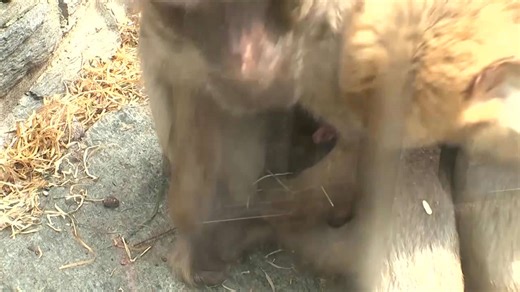 Rare twin Barbary macaque monkeys born at German zoo