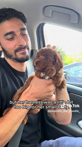 Meet Popcorn: The Adorable Toy Poodle