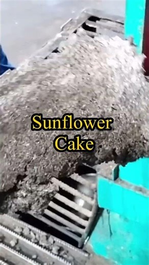Oil & Cake Separation | Sunflower Oil Production .#viral #shorts #sunflowercake
