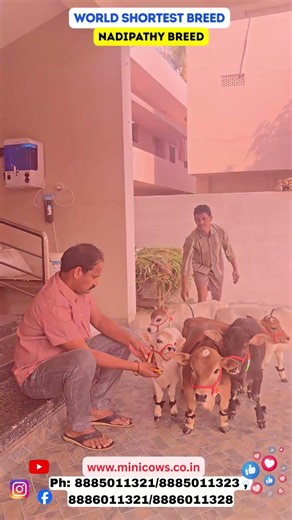Apartment Friendly Cows,Cutest Nadipathy Breed| #cows #viral #yt #farming #miniature #minicows