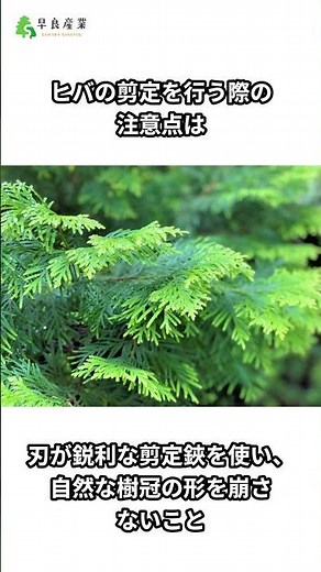 Why the Inside of Your Hiba Tree Is Dying: Causes, Solutions, Pruning Methods, and Removal Costs ...