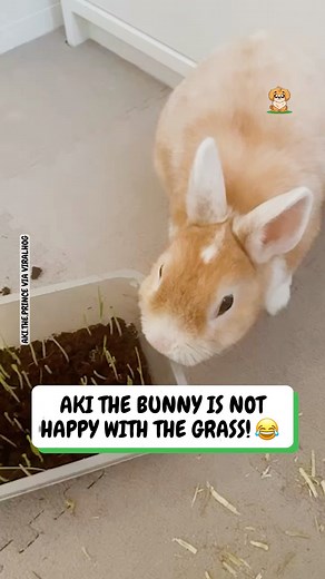 14K views · 179 reactions | The bunny hated the idea of having grass...  | Fluffy Animals | Facebook