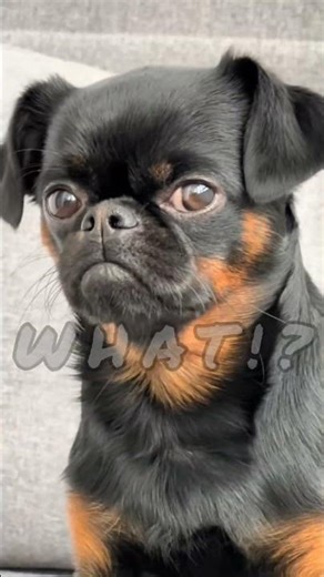 Dogs Saying "I Love You"! 🐶❤️ #TalkingDogs #FunnyDogs #DogLovers