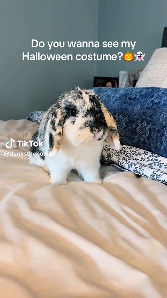 🥹🥰🐝 #bunny #bunnies #rabbit #rabbitsoftiktok #halloweenlook #halloweencostume #halloween #october #funny #cute #trend #fyp #foryoupage #viral #sound #trendingsong #trendingsound #trendingvideo