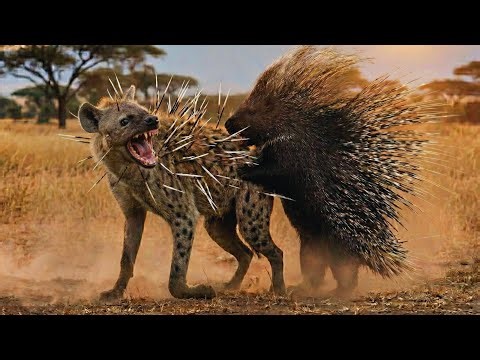 The Ultimate Porcupine vs Hyena Gauntlet: Why Hyenas & Lions Fear This Animal | Animal Battle